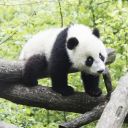 Tiergarten Schönbrunn - ZOO Vienna image